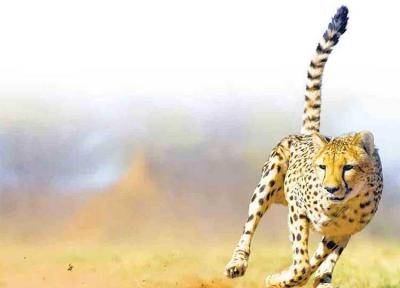 کسی نمی داند چه تعداد یوز داریم