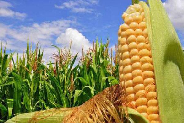 واردات 140 هزار تن ذرت آلوده طی سال های اخیر واردات 140 هزار تن ذرت آلوده طی سال های اخیر