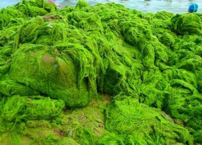 جلبک عصر یخبندان در اقیانوس اطلس